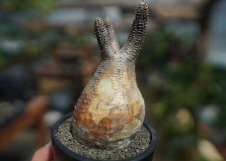 【未発根】パキポディウム　グラキリス　 Pachypodium Gracilius  No.10