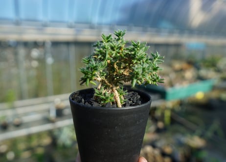 トリコディアデマ ステラツム　Trichodiadema stellatum  No.1