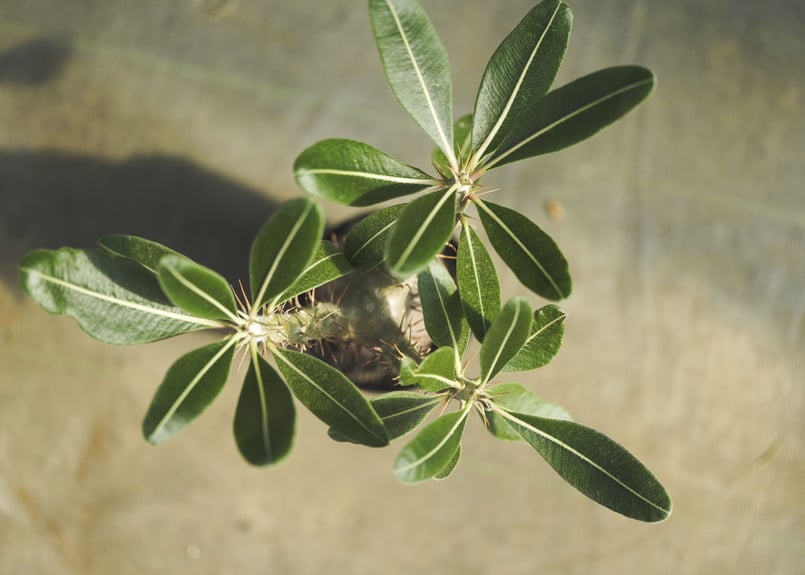 パキポディウム カクチペス | mana's farm:塊根植物・アガベ・ドライ