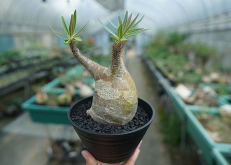 パキポディウム　グラキリス　 Pachypodium Gracilius  No.4