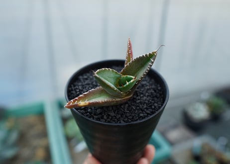 アガベ　チタノタ 　子株 　Agave titanota