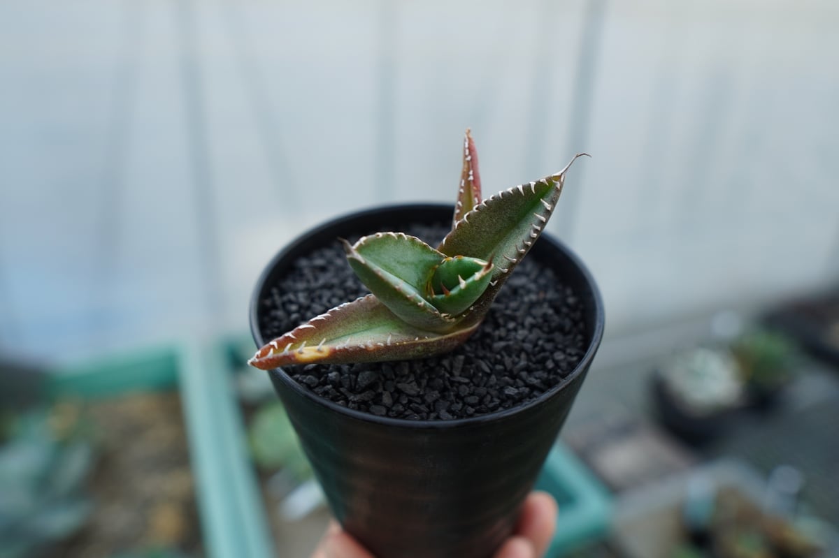 アガベ チタノタ 子株 Agave titanota | mana's farm:塊根植物
