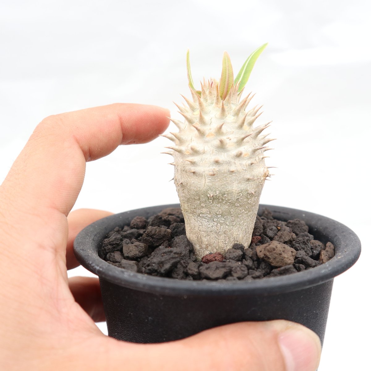 パキポディウム　イノピナツム 実生　塊根植物　コーデックス パキポディウム イノピナツム 実生 №3 | mana's farm:塊根植物