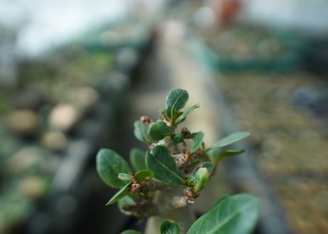 アデニウム　Adenium　No.9