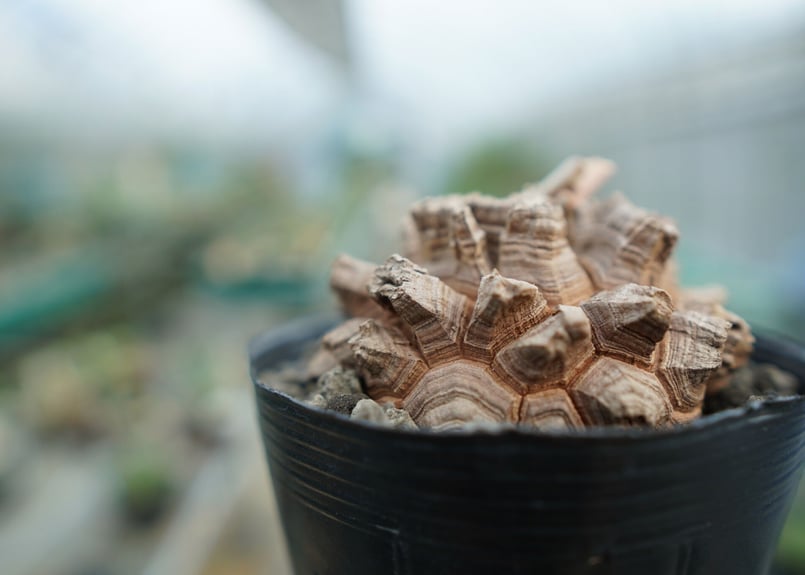 長谷川園芸産】亀甲竜 Dioscorea elephantipes No.6 | mana'