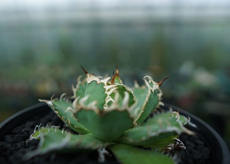 アガベ　チタノタ　フィリグリー　agave titanota filigree　No.5