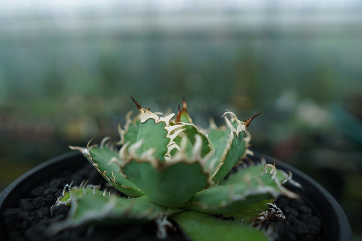 アガベ チタノタ フィリグリー agave titanota filigree No.5 | アガベ チタノタ フィリグリー agave titanota filigree No.5 |