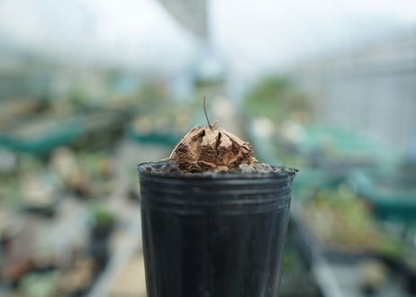 亀甲竜　Dioscorea elephantipes　No.10