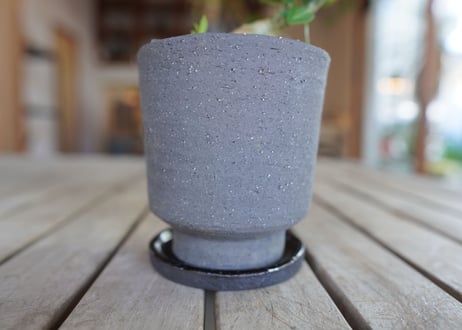 パキポディウム サキュレンタム Pachypodium succulentum