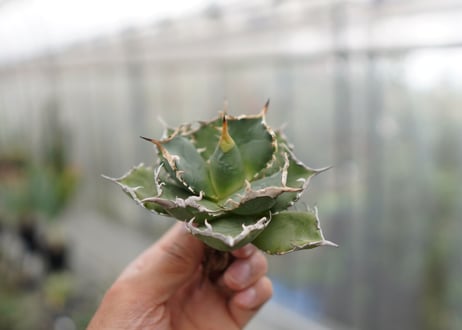 Agave titanota FO-76  D NO.2