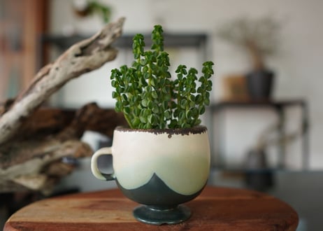 CATEGORY 多肉植物 | mana's green:塊根植物販売|マナズグリーン CATEGORY 多肉植物 | mana's green:塊根植物販売|マナズグリーン
