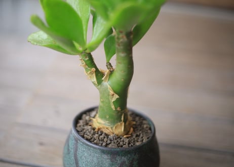 チレコドン　パニクラータス　Tylecodon paniculatus