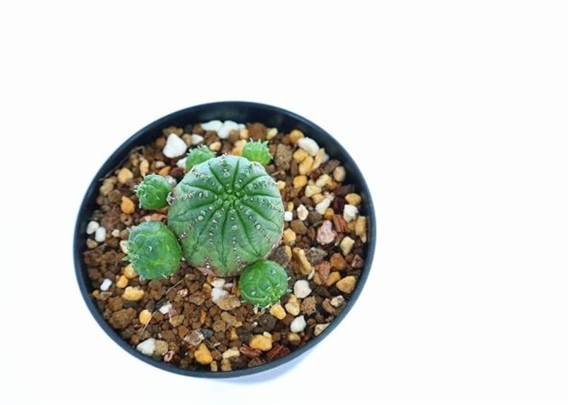 ユーフォルビア オベサ ハイブリッド | mana's farm:塊根植物・アガベ