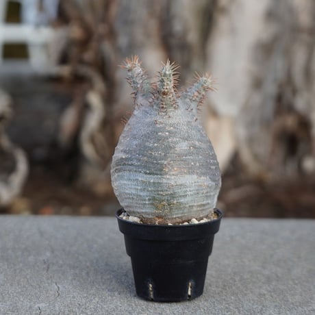 グラキリス | STORES