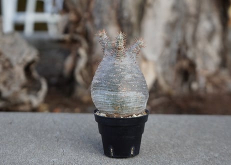 mana's farm:塊根植物・アガベ・ドライガーデン植物販売|マナズファーム