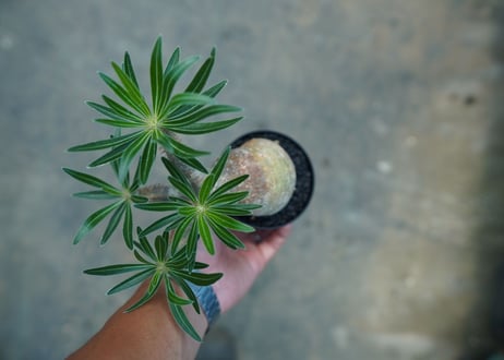 パキポディウム　グラキリス　 Pachypodium Gracilius  No.1