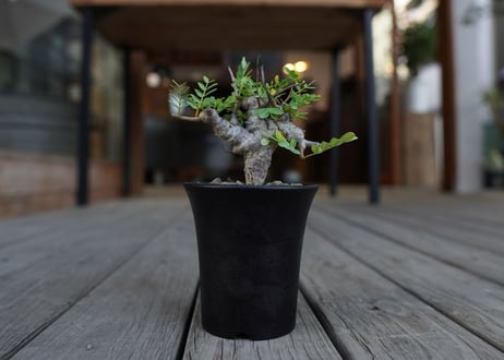 センナ　メリディオナリス　Senna meridionalis　No.1