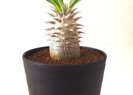 パキポディウム ロスラーツム　 Pachypodium rosulatum