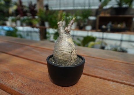 【発根管理中】パキポディウム　グラキリス　 Pachypodium Gracilius  No.5