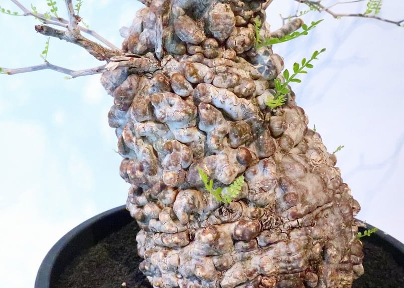 オペルクリカリア パキプス no.5 | mana's farm:塊根植物・アガベ