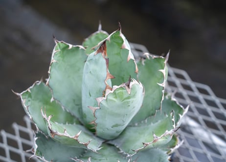 アガベ　チタノタ　 ブラックアンドブルー 　Agave titanota black and blue  NO.02