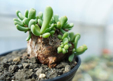 ケラリア　ピグマエア　Ceraria pygmaea  No.1