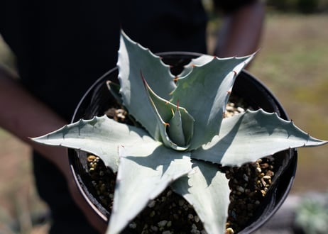 Agave ovatifolia 'Frosty Blue'