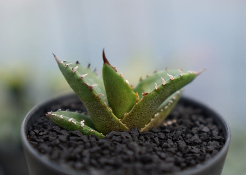 オテロイ フィリグリー 子株 《1》 | mana's farm:塊根植物