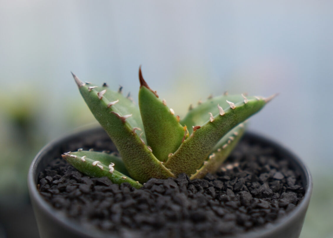 特選！！アガベ　チタノタ　オテロイ　フィリグリー　超絶ミニ　24 アガベ チタノタ オテロイ フィリグリー 超ミニ 23 アガベ