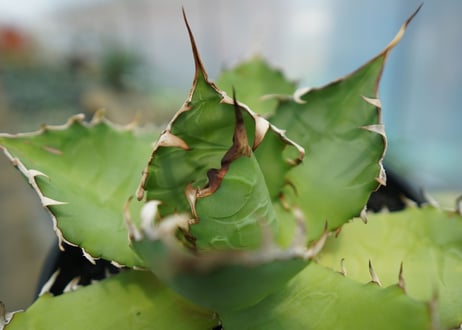 アガベ　チタノタ　FO-76　agave titanota  FO-76