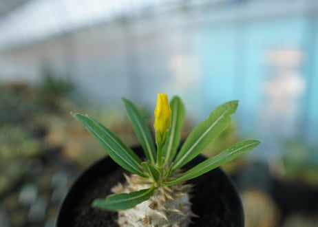 パキポディウム　恵比寿大黒　Pachypodium Densicaule　No.3