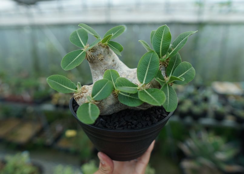 パキポディウム エブレネウム Pachypodium eburneum | mana's fa