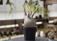Dyckia ' Kazaguruma ' ディッキア ' カザグルマ ' ディッキア