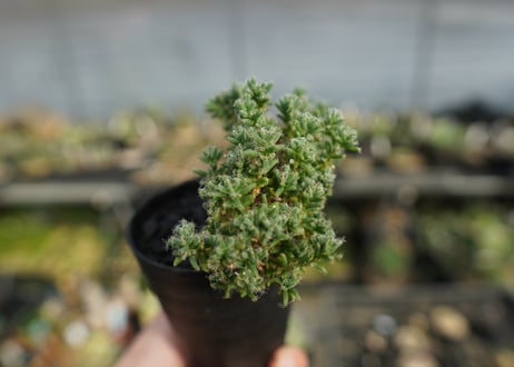 トリコディアデマ ステラツム　Trichodiadema stellatum
