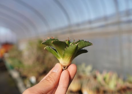 agave titanota ソーラーエクリプス　 NO.1