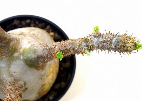 Pachypodium Gracilius パキポディウム  グラキリス  №4