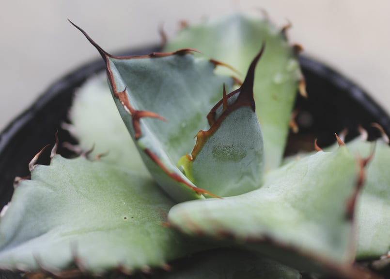 アガベ ホワイトアイス | mana's farm:塊根植物・アガベ・ドライ