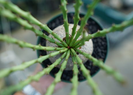 ユーフォルビア デシドゥア　Euphorbia decidua