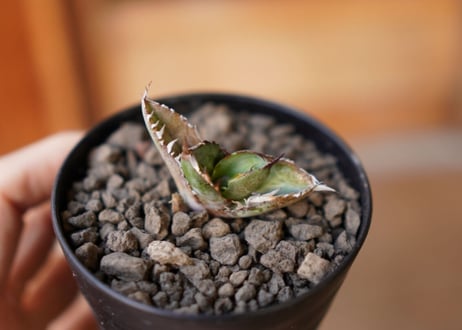 Agave titanota black＆blue 子株 No.1