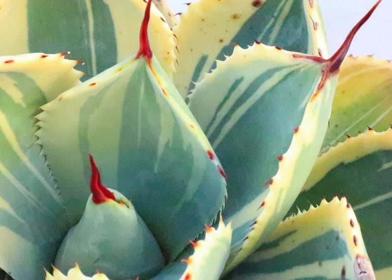 アガベ　大株　パリー　ライムストリーク　トリプルカラー アガベ・パリー トランカータ 'ライム ストリーク'｜Agave