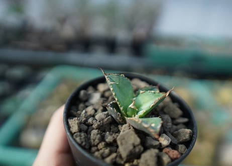 カキコアガベ　チタノタ　FO-76　agave titanota  FO-76　子株　A12