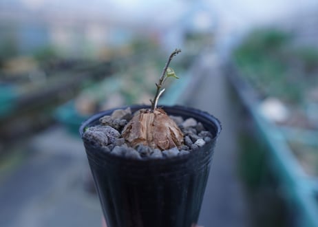 亀甲竜　Dioscorea elephantipes　No.6