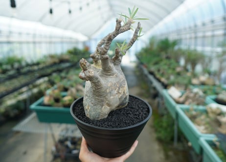 パキポディウム　グラキリス　 Pachypodium Gracilius  No.1