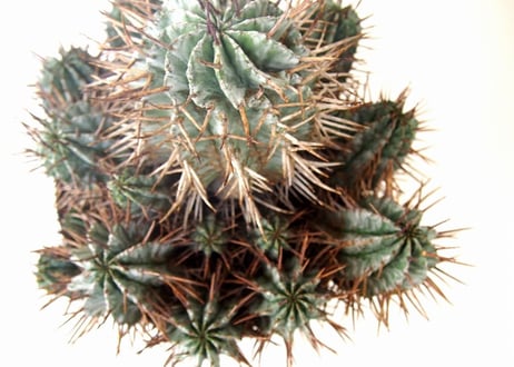 Euphorbia horrida　ユーフォルビア ホリダ群生