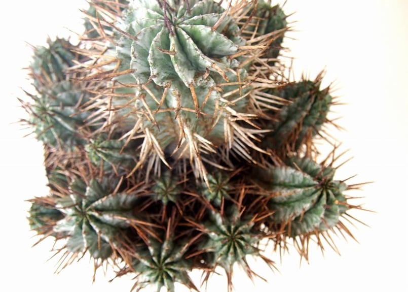 Euphorbia horrida ユーフォルビア ホリダ群生 | mana's farm:塊