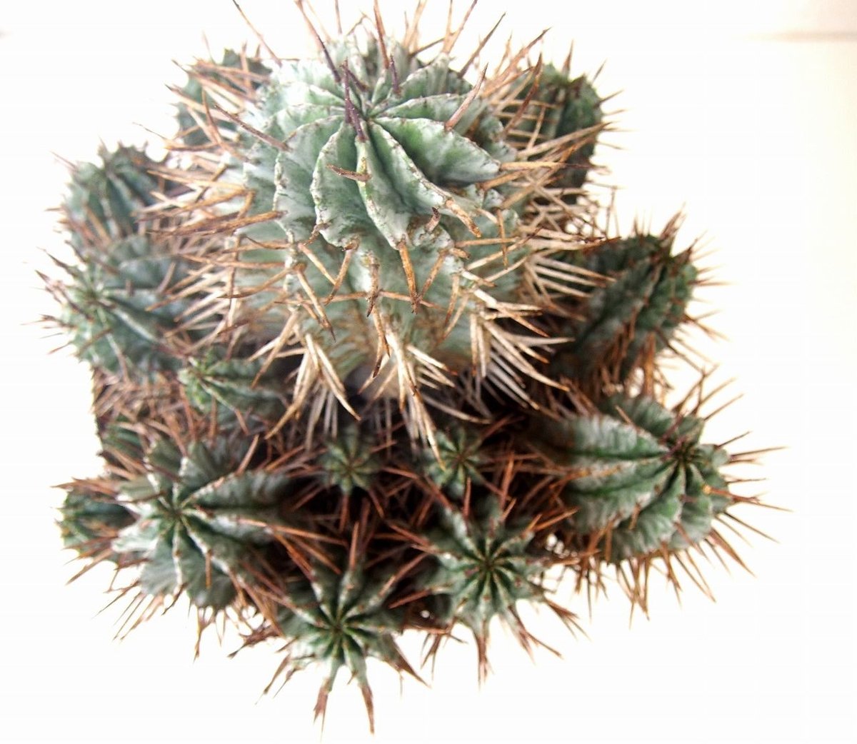 Euphorbia horrida ユーフォルビア ホリダ群生 | mana's farm:塊