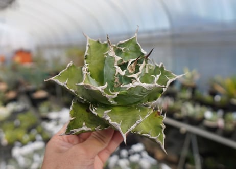 agave titanota ソーラーエクリプス　solareclipse　No.2