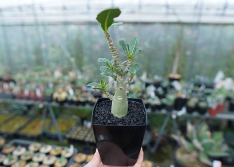 アデニウム　Adenium　No.3