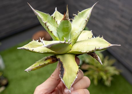 Agave Sowing seeds NO.7