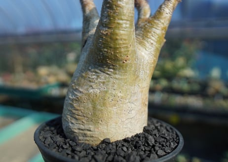 パキポディウム　グラキリス　 Pachypodium Gracilius  No.8